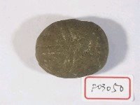 藏品(海膽化石)的圖片